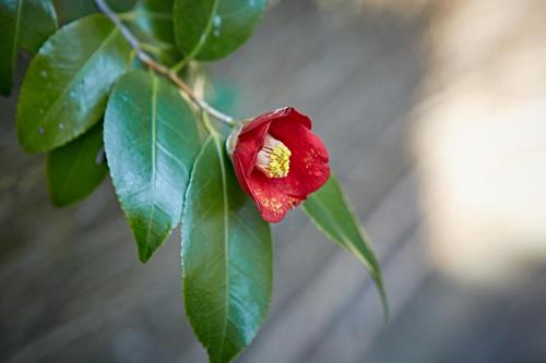 a red flower on a tree with green leaves at HOTEL MYTH-CLUB -ホテル マイス クラブ- Adult Only in Kyoto