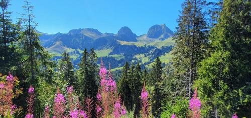 a field of pink flowers with mountains in the background at Ferienwohnung Ankerplatz in Spiez