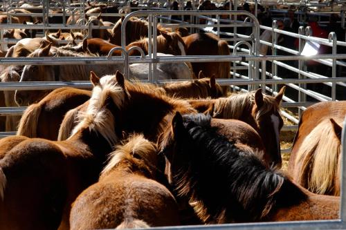 a herd of horses standing in a corral at Hotel Vall d´Aneu in Esterri d'Àneu