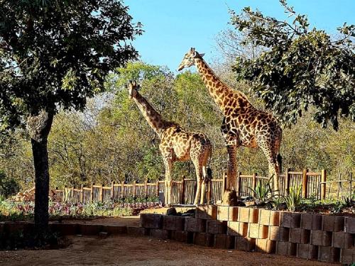 two giraffes are standing next to a fence at The Zarafa in Hazyview