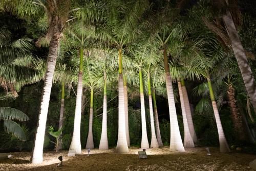 a group of palm trees in a park at Apartamentos El Palmeral de Madaria in Alicante