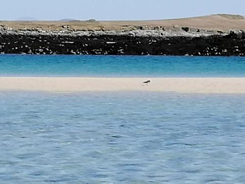 a bird sitting on a beach near the water at The Fisherman's Snug self catering North Uist in Paible