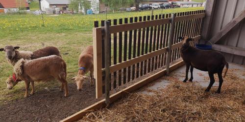 a group of sheep standing next to a fence at Windmühlenhof in Dittmannsdorf