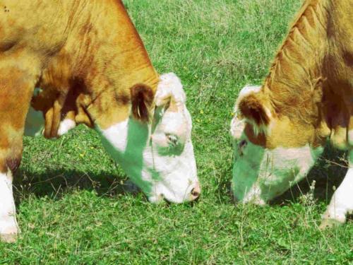 two brown and white cows grazing in a field of grass at Hinterbauer Hof in Oberharmersbach