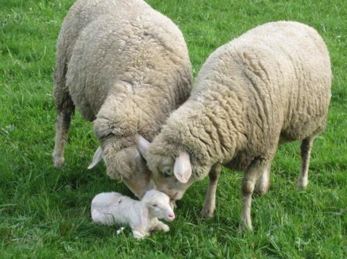 two sheep and a baby lamb standing in the grass at Hinterbauer Hof in Oberharmersbach