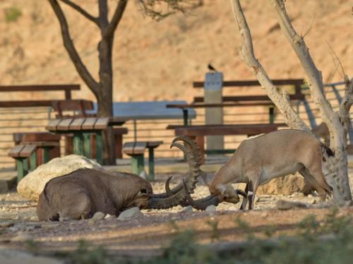 Gallery image of SPNI Ein Gedi Field School in Ein Gedi