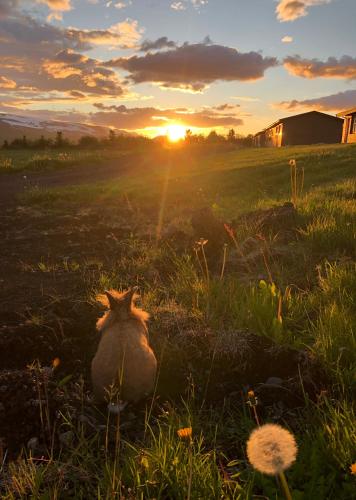 a cat sitting in a field with the sunset in the background at Hotel Raudaskrida in Þóroddsstaður