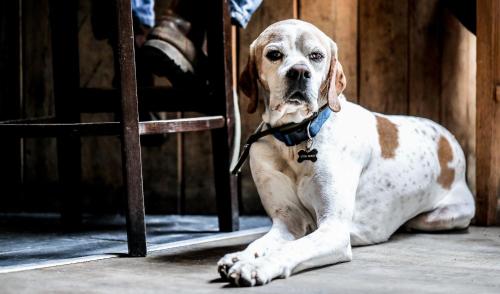 Pet or pets staying with guests at The Angel Inn, Petworth 