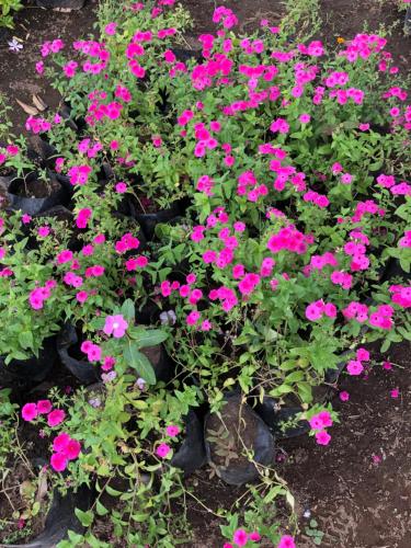 a bunch of pink flowers in black pots at A Spacious Tropical 4 Bedrooms with Bathrooms Villa Marion Tomohon with the view of Gunung Lokon in Tomohon