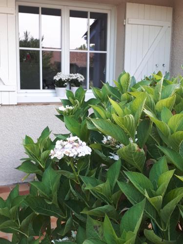 a bush with green leaves and white flowers in front of a house at Maison ruisseau l'eau blanche in Léognan