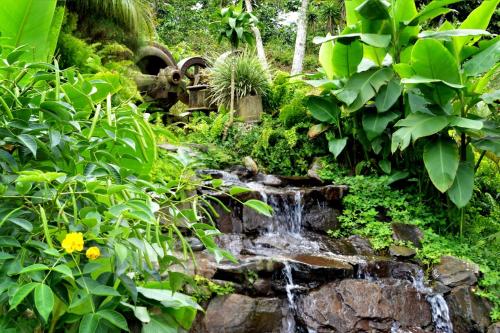 a waterfall in a garden with green plants at Finca Hamburgo La Ruta del Cafe in Tapachula