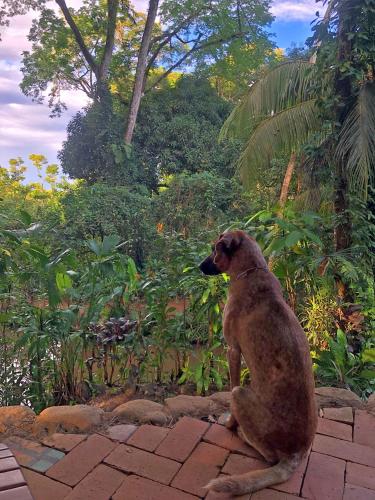 Huéspedes con una o varias mascotas en Cascada Verde Eco Lodge & Hostel