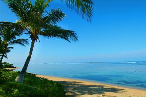 a beach with two palm trees and the ocean at Bedarra Beach Inn in Korotogo