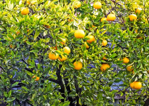 an orange tree with lots of oranges on it at Magnolia House in Blenheim
