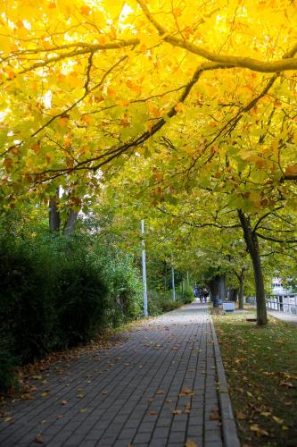 a walkway with yellow leaves on trees in a park at Hotel Bank in Kiseljak