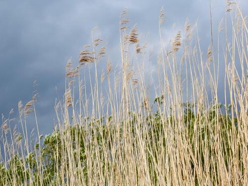 a bunch of tall grass in a field at Ferienhaus Gut Glück in Lancken-Granitz