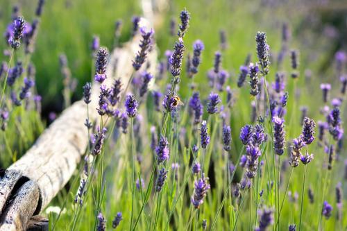 ガンバッシ・テルメにあるTenuta Sant'Ilarioの畑の紫色のラベンダーの花束