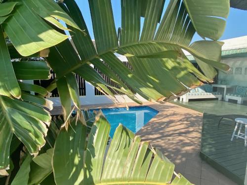 a large green plant next to a swimming pool at i-LOLLO Bed & Breakfast at the River Mouth in St Francis Bay