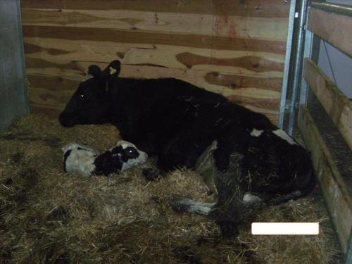 a black cow laying in hay with a baby calf at Ferienhof Hochbrandt in Spital am Pyhrn