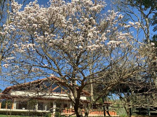 a tree with white flowers in front of a house at Pousada Gardenian in São Roque