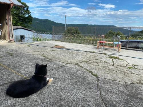 a black and white cat sitting on the ground at Nouka Minsyuku Nakajima - Vacation STAY 99829 in Mima