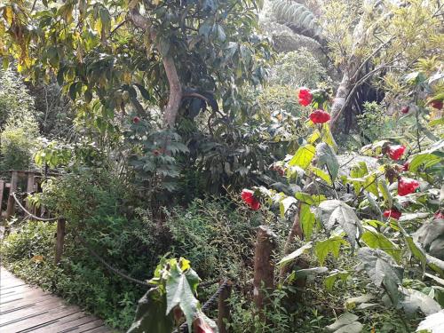 a garden with red flowers and a wooden walkway at Buena Vista Apartment in Marahau