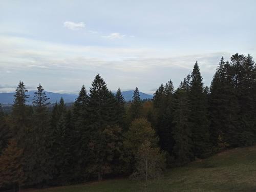 a forest of trees with mountains in the background at У Павла in Yablunytsya