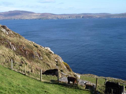 a group of cows grazing on a hill next to the water at Lakeside Lodge Bantry by Trident Holiday Homes in Bantry
