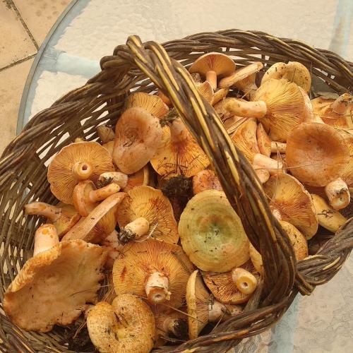 a basket full of mushrooms on a table at Mas Ca La Coixa in Tortellá