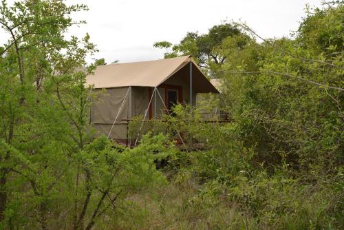 una tienda en medio de un campo de árboles en The Wild Olive Tree Camp, en Manyeleti Game Reserve
