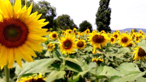a field of sunflowers in a field at La Celeste a Montegaldella -VI - Italia in Montegaldella