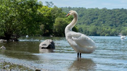 a white swan standing in a body of water at Hill Of Oaks in Windermere