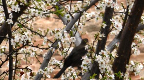 a black bird sitting in a tree with flowers at Appartamenti Arena in Macerata