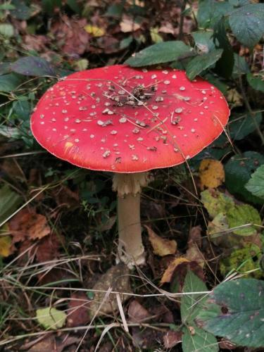 a red mushroom with water droplets on it at Le Cerf d'Hubert in Redu
