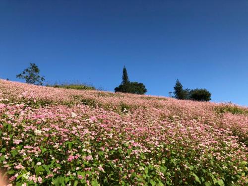 a field of pink flowers on top of a hill at Hotel Cao Nguyên in Dồng Văn
