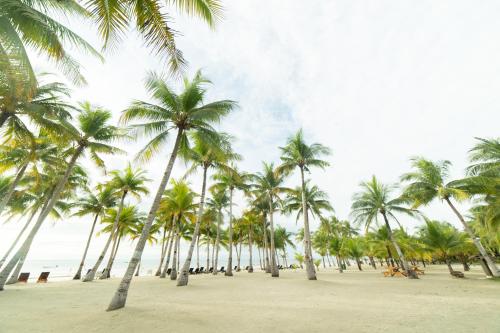 a row of palm trees on a beach at Bohol Beach Club in Panglao