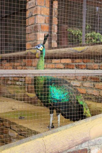 a peacock standing next to a cage at Erema Village in Bogor