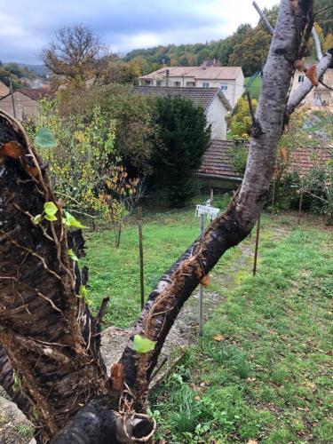a tree with a vine wrapped around it in a garden at LOGEMENT PERIGUEUX in Champcevinel