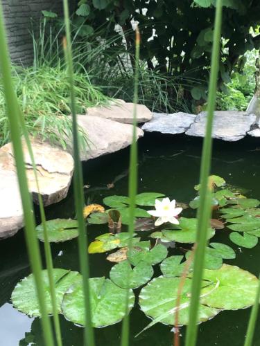 einen Teich mit weißen Blumen- und Seerosenblättern in der Unterkunft Stylový historický apartmán se zahradou v srdci Moravy poblíž Kroměříže a Olomouce in Kojetín