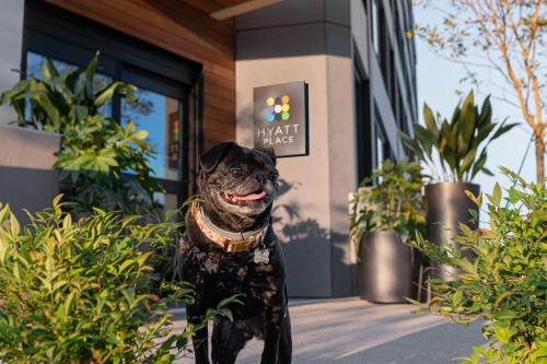 a black dog standing in front of a building at Hyatt Place Atlanta/Perimeter Center in Atlanta