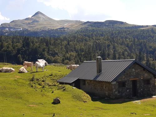 a group of cows grazing in a field next to a building at Au Nid de Caroline gîte 4 étoiles in Arette