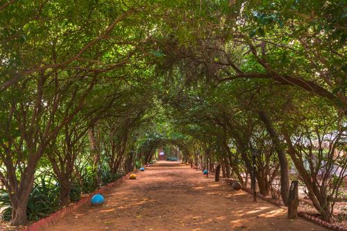 an avenue of trees with a dirt road at Tiger Machan in Sawāi Mādhopur