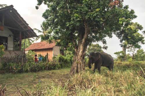 an elephant standing next to a tree next to a house at Lake Cabin in Polonnaruwa