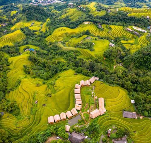 an aerial view of a field of crops at Hoang Su Phi Lodge in Ha Giang