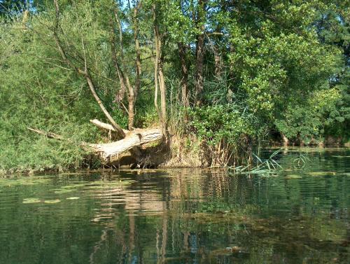 a fallen tree in the middle of a body of water at Mrežnički kutak in Duga Resa
