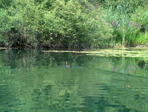 a duck swimming in a body of water at Mrežnički kutak in Duga Resa