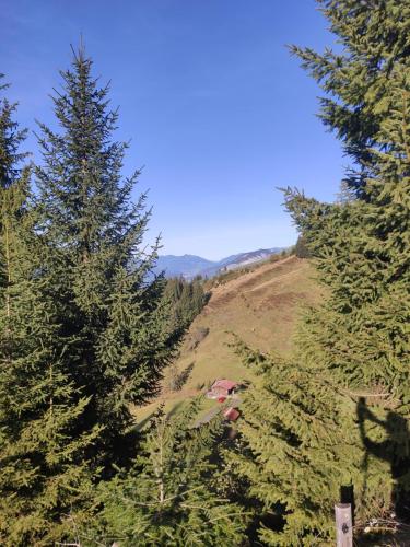 a view of a hill with trees on it at Almhütte Andrea in Wildschönau