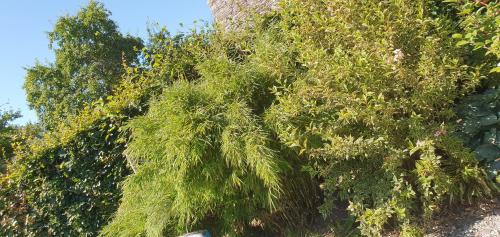 a tree with green leaves on the side of a building at O Près de la Lienne, maison de campagne de charme, accord parfait entre confort et authenticité in Lierneux