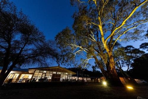 a large tree in front of a building at night at Wilpena Pound Resort in Flinders Ranges