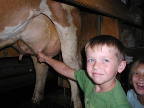 a young boy is standing next to a cow at Prinzenhof in Grossgerungs